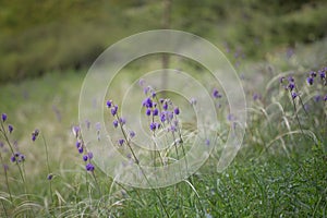 Stipa capillata as known as feather grass. Field of rare plant in the spring