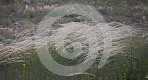 Stipa capillata as known as feather grass. Field of rare plant in the spring