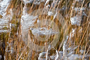 Stipa capillata or Feather grass, steppe grass, close-up photo.