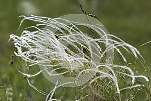 Stipa capillata known as Feather grass blooms in the steppe