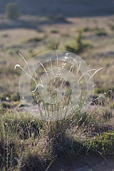 Stipa capillata rare plant as known as feather, needle, spear grass in steppe. Macro photo.
