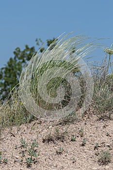 Stipa capillata rare plant as known as feather, needle, spear grass in steppe. Macro photo. Cappadocia, Turkey