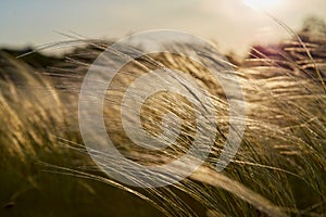 Stipa Feather Grass or Grass Needle Nassella tenuissima in golden sunset light