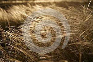 Stipa Feather Grass or Grass Needle Nassella tenuissima in golden sunset light