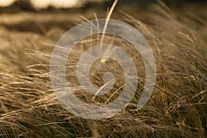 Stipa Feather Grass or Grass Needle Nassella tenuissima in golden sunset light