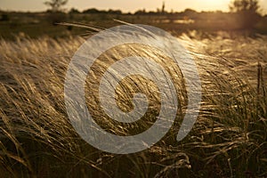 Stipa Feather Grass or Grass Needle Nassella tenuissima in golden sunset light