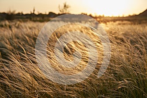 Stipa Feather Grass or Grass Needle Nassella tenuissima in golden sunset light