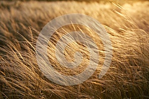 Stipa Feather Grass or Grass Needle Nassella tenuissima in golden sunset light