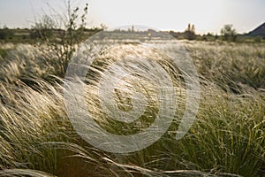 Stipa Feather Grass or Needle Grass Nassella tenuissima