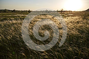 Stipa Feather Grass or Needle Grass Nassella tenuissima