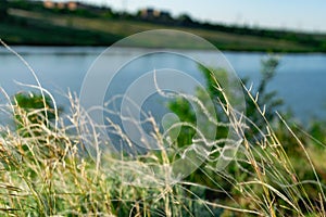 Stipa is a genus of perennial monocotyledonous herbaceous plants of the family Gramineae or grasses. Fluffy branches of beige