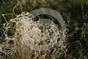 Stipa is a genus of perennial monocotyledonous herbaceous plants of the family Gramineae or grasses. Fluffy branches of beige