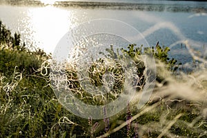 Stipa is a genus of perennial monocotyledonous herbaceous plants of the family Gramineae or grasses. Fluffy branches of beige