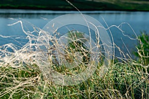 Stipa is a genus of perennial monocotyledonous herbaceous plants of the family Gramineae or grasses. Fluffy branches of beige