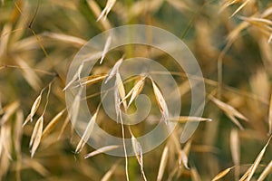 Stipa gigantea giant feather grass seed heads in autumn garden