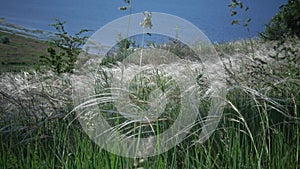 Stipa lessingiana needle grass, long grass fluttering in the wind in the landscape park