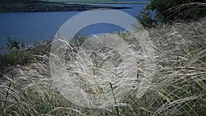 Stipa lessingiana needle grass, long grass fluttering in the wind in the landscape park against the background of the tiligul