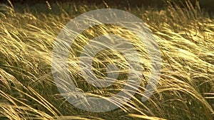 Stipa plants in the sunset light on the meadow