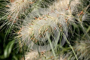 Stipa tenuissima, Mexican Feather Grass