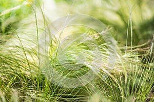 Stipa tenuissima, pony tails grass