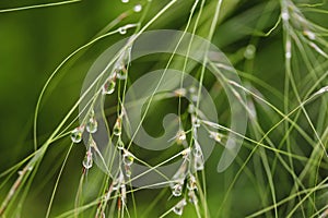 Stipa tenuissima `Ponytails`