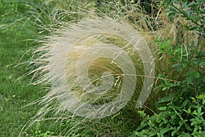 Stipa tenuissimaAngel hair.