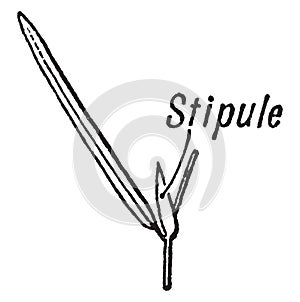 Stipule vintage illustration photo