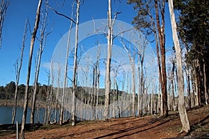 Stirling Dam near Harvey photo