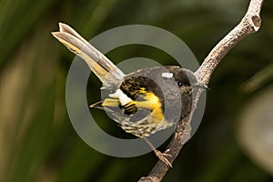 Stitchbird Endemic Honeyeater of New Zealand