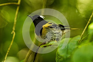 Stitchbird - Notiomystis cincta - Hihi in Maori language, endemic bird sitting on the branch in the New Zealand forest