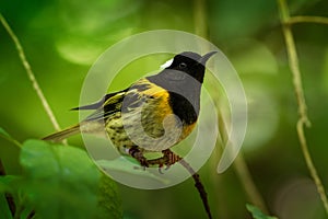 Stitchbird - Notiomystis cincta - Hihi in Maori language, endemic bird sitting on the branch in the New Zealand forest