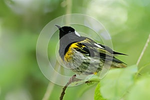 Stitchbird - Notiomystis cincta - Hihi in Maori language, endemic yellow, white and black bird sitting on the branch in the New