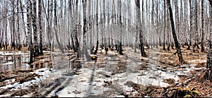 Stitched Panorama Forest birch spring heat stream