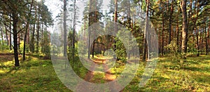 Stitched Panorama.Panoramic picture of  road in pine forest in the sunny day.  Fabulous green forest. Beautiful summer forest land