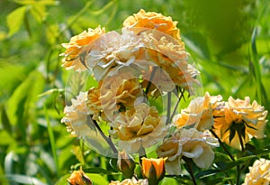 Stitching and simultaneously delicate flowers