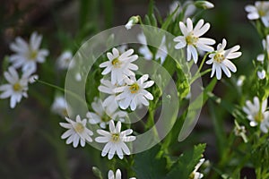 Stitchwort