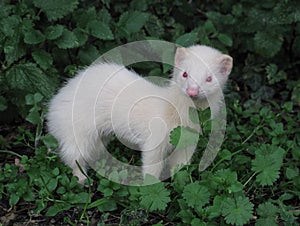 Stoat