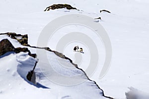 Stoat caught a field mouse. White Missile - An ermine weasel runs, dives and leaps through the newly fallen fresh snow