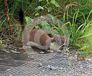 Stoat crouching close to ground