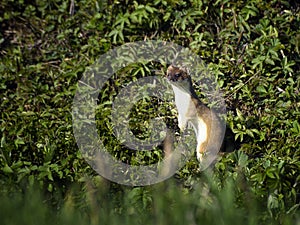Stoat or ermine