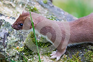 Stoat on a fallen branch