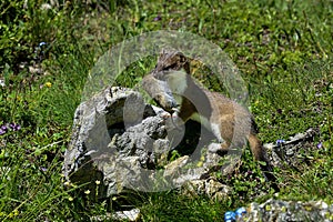 Stoat at grossglockner