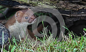 Stoat Mustela erminea