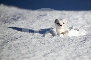 Stoat Mustela erminea also known as the short-tailed weasel photo