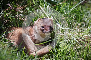 Stoat (Mustela erminea)