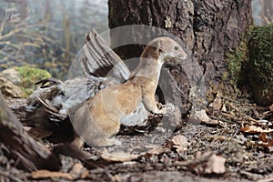 Stoat Mustela erminea eating a dead bird