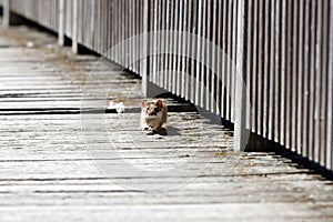 Stoat, Mustela erminea
