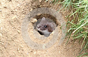 A Stoat Mustela erminea peaking out of a hole in the ground.