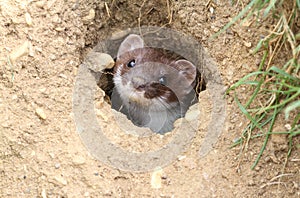 A Stoat Mustela erminea peaking out of a hole in the ground.