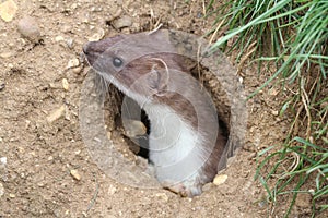 A Stoat Mustela erminea peaking out of a hole in the ground.